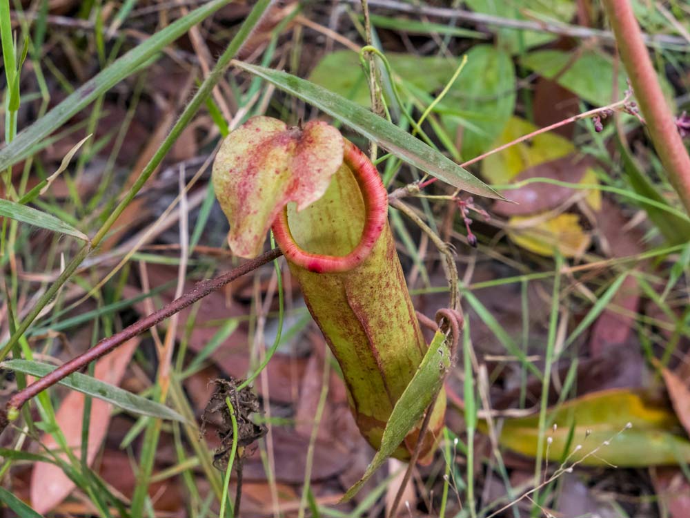 Láčkovka Nepenthes kampotiana