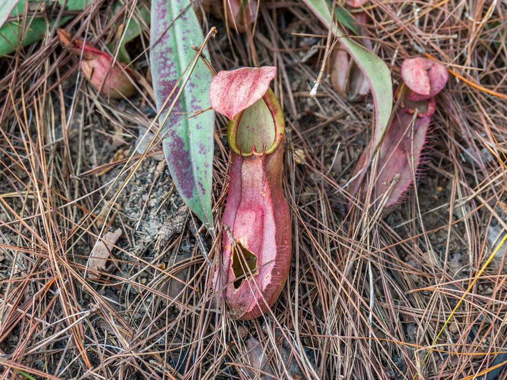 Láčka Nepenthes smilessi s vyhlodaným otvorem