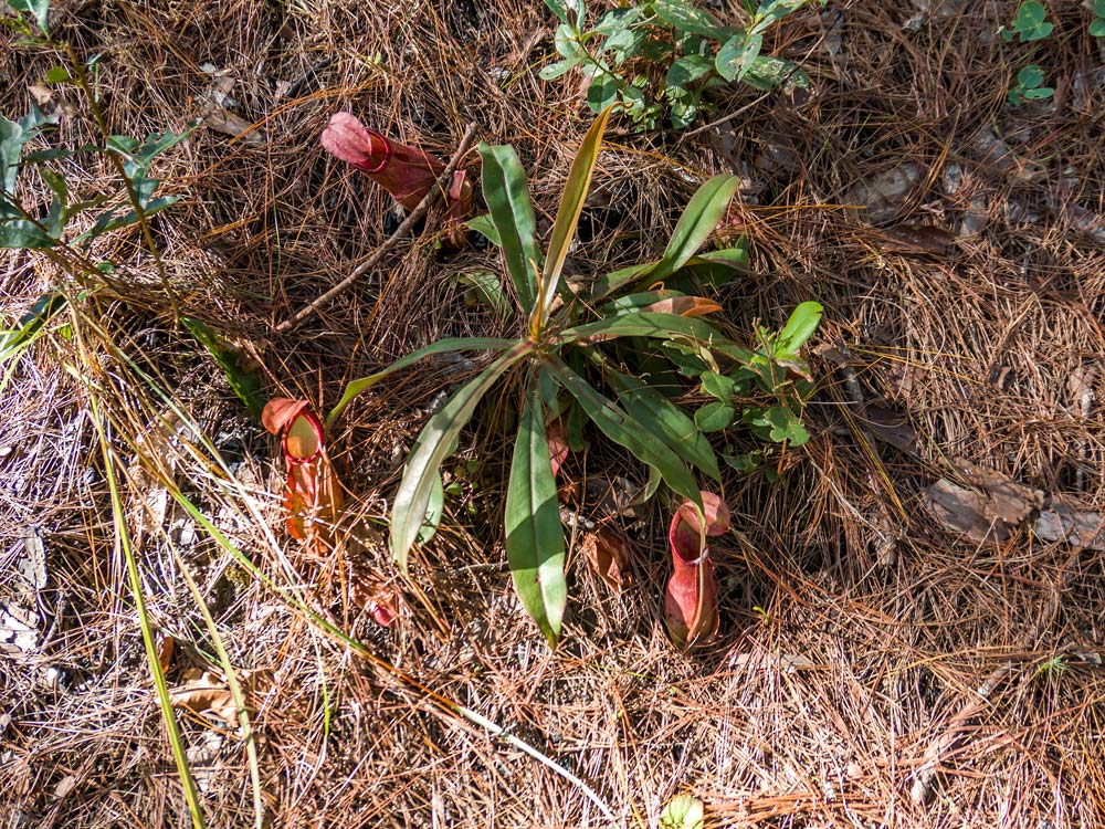 Láčkovka Nepenthes smilesii