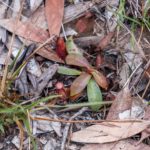 Mladá rostlina Nepenthes kampotiana