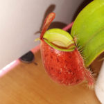 Nepenthes ampullaria "lime twist"