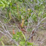 Nepenthes kampotiana šplhající po keři