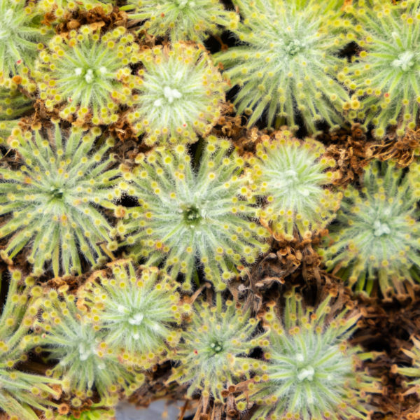 Drosera aff. lanata - 3+ rostliny