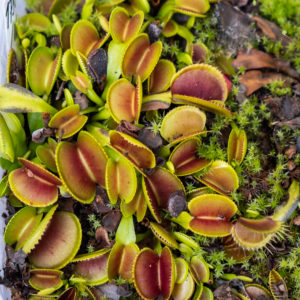 Dionaea muscipula 'Micro Teeth' - 2+ rostliny