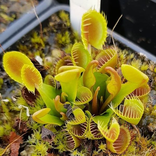 Dionaea muscipula 'Cupped Trap' - 3+ rostliny