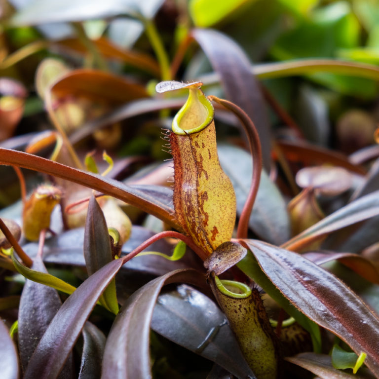 Brocchinia hechtioides roraima.cz