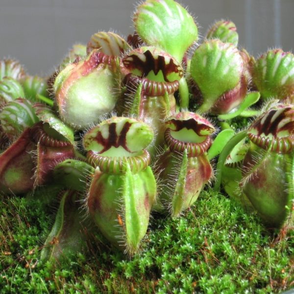 Cephalotus follicularis - 1+ rostlina