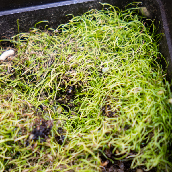 Utricularia rostrata - 1 - 3 trsy