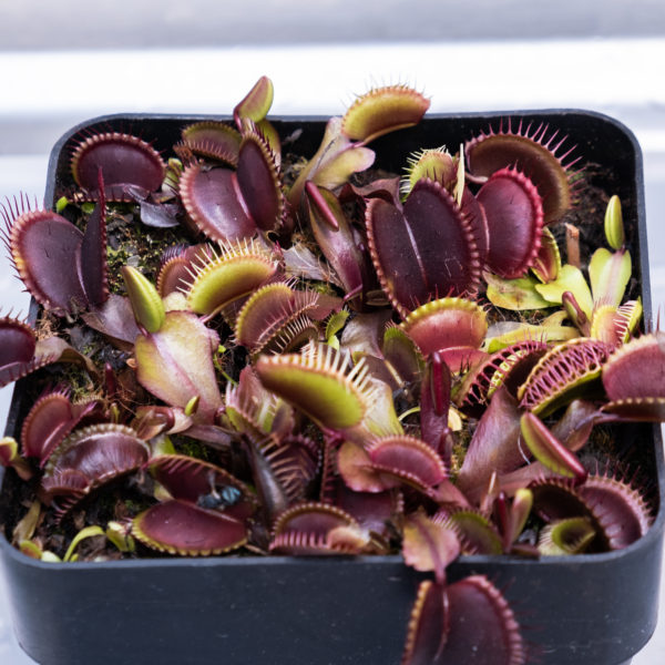 Dionaea muscipula (all red forms)