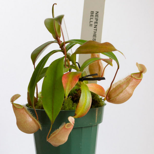 Nepenthes bellii {Mindanao, Philippines} - 1+ rostlina
