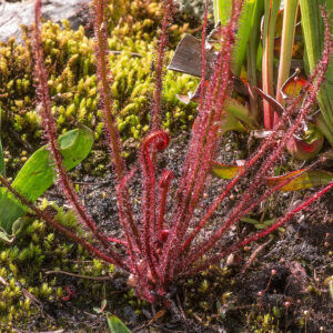 Drosera filiformis {all red, north of Greenhead, Washington Co., Fla.}