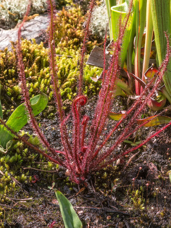 Drosera filiformis {all red, north of Greenhead, Washington Co., Fla.}