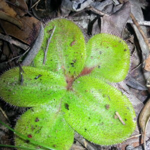 Drosera macrophylla